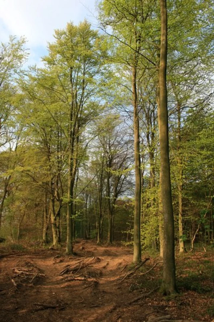 An image depicting the trail Closedown Wood and Weston Patrick and its surrounding area.