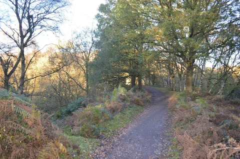 An image depicting the trail Shugborough Estate and Stafford Plantation Loop and its surrounding area.