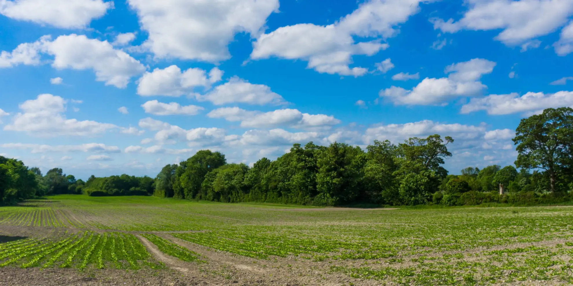 An image depicting the trail Swaffham Prior and Devil's Dyke from Reach and its surrounding area.