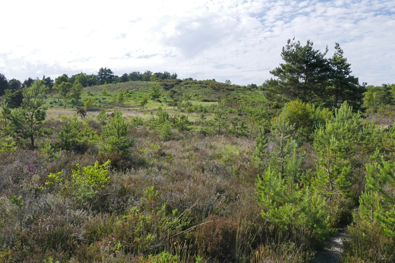 An image depicting the trail Albury Bottom Loop and its surrounding area.