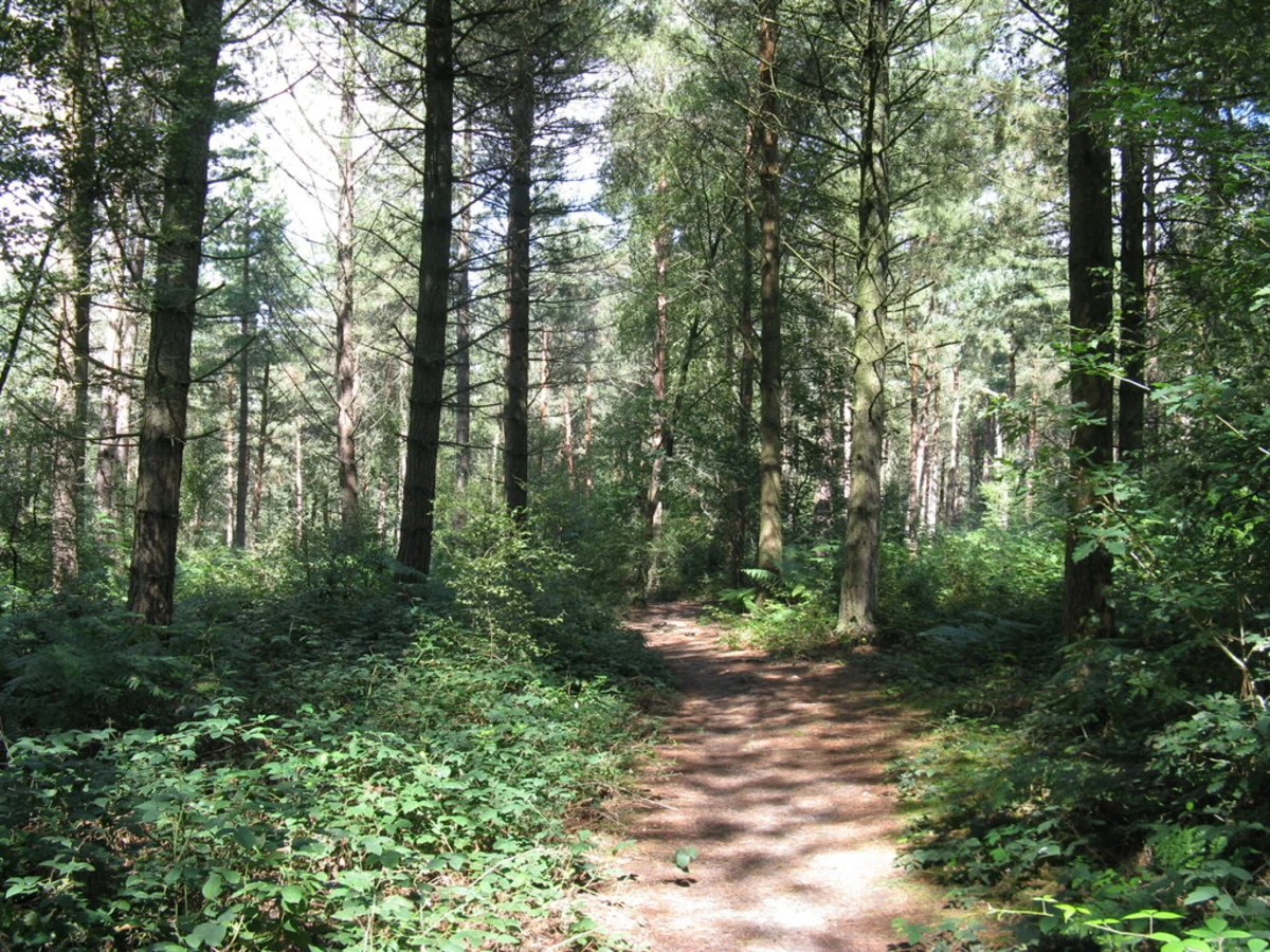 Hornhurst Wood in Rotherfield Country Park