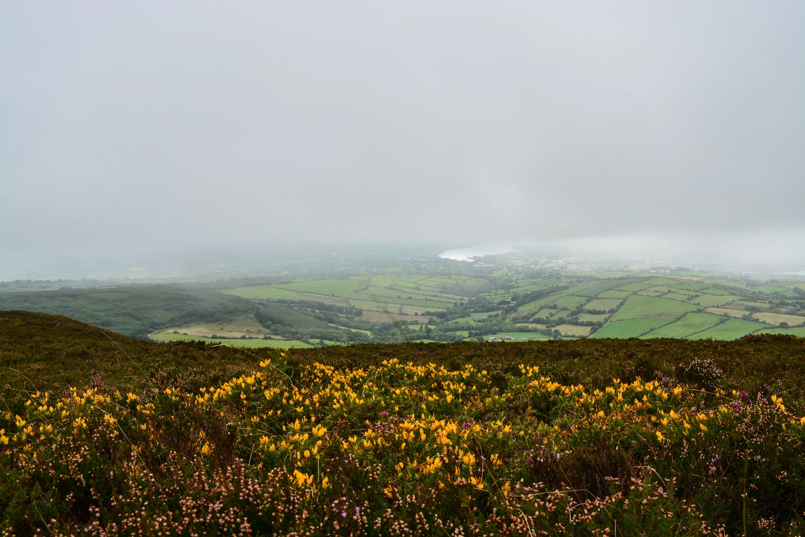 An image depicting the trail Ballyorgan Loop and its surrounding area.