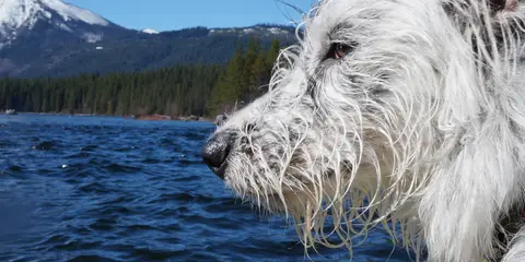 An image depicting the trail Central Alpine Lakes Loop and its surrounding area.
