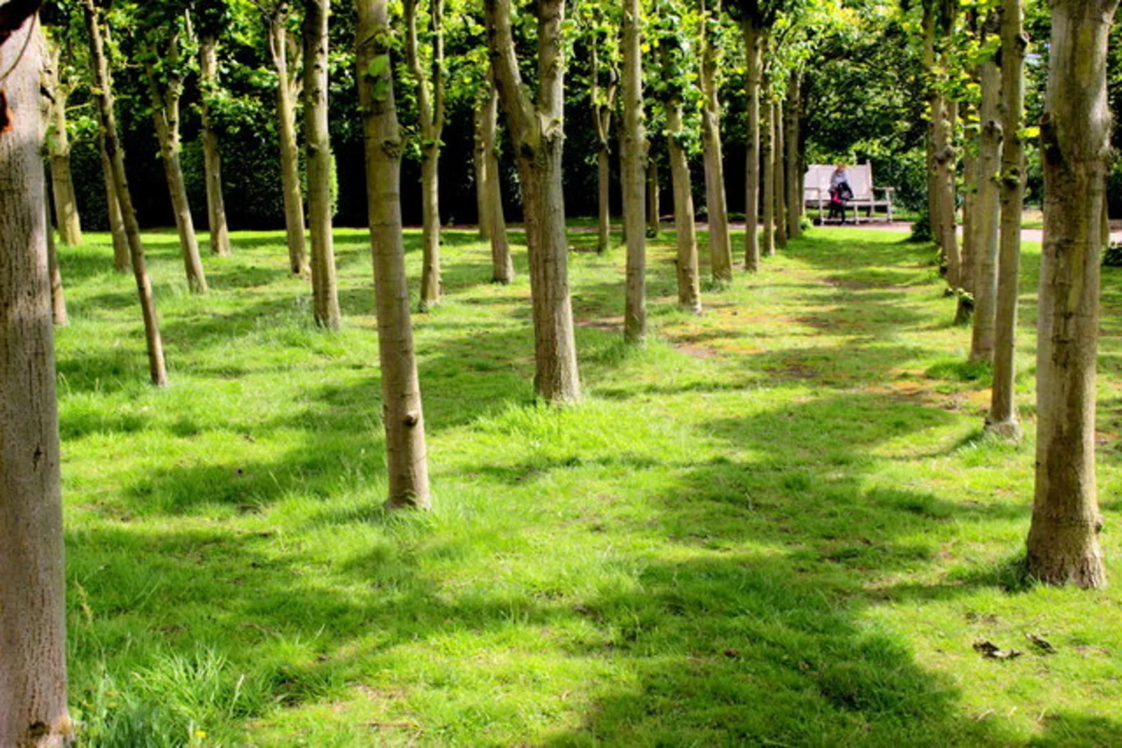 An image depicting the trail Sudbury Hall Walk and its surrounding area.