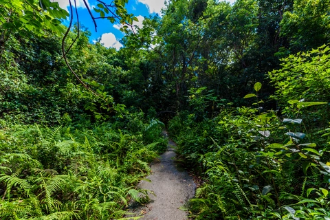 An image depicting the trail Gumbo Limbo Trail and its surrounding area.