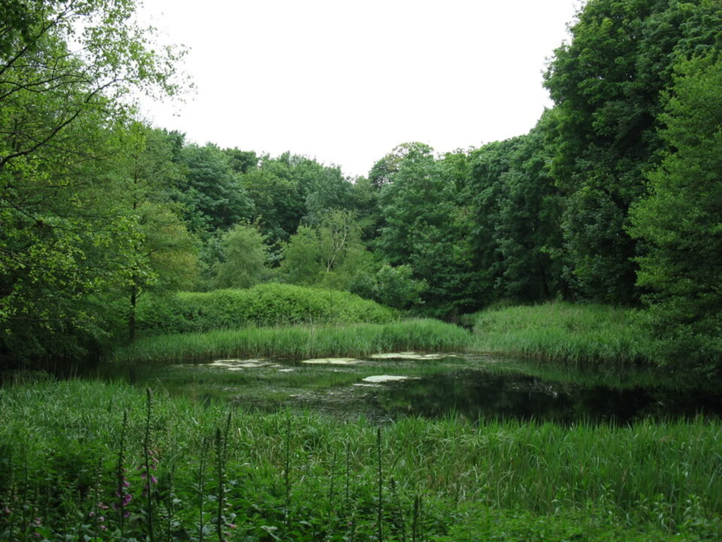 An image depicting the trail Sheringham Park Loop and its surrounding area.