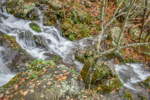 An image depicting the trail Lewis Spring Falls Trail and its surrounding area.
