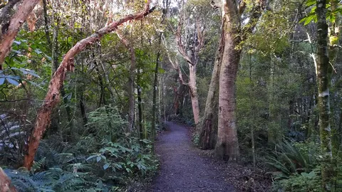 Kaka Point Bush Walk