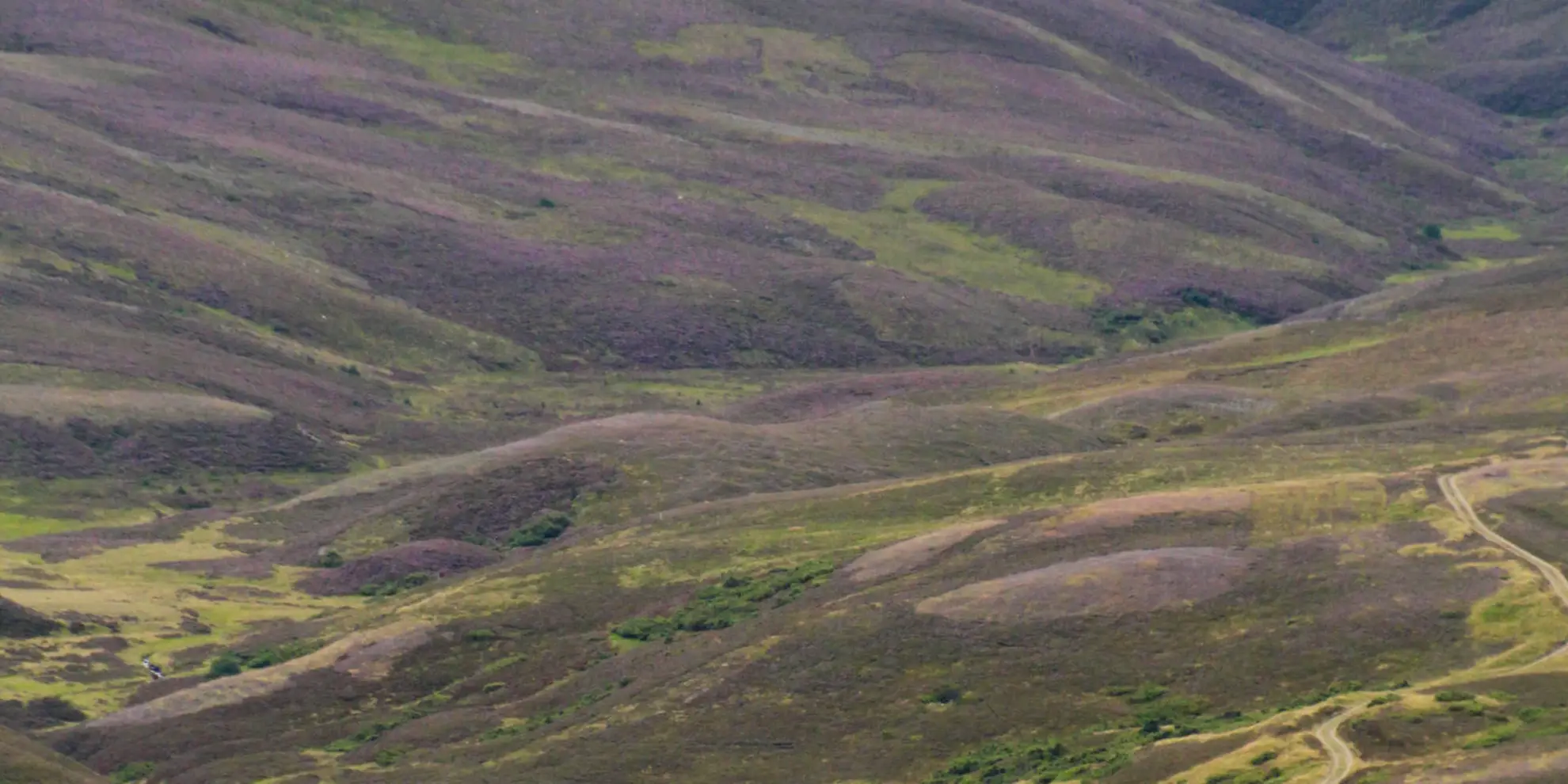 An image depicting the trail Brown Cow Hill and Cairn Culchavie Loop and its surrounding area.