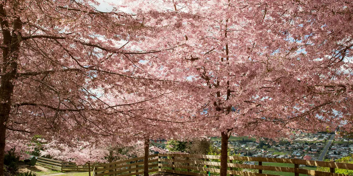 Mount Ngongotaha Track