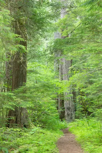 Lower Big Quilcene Trail