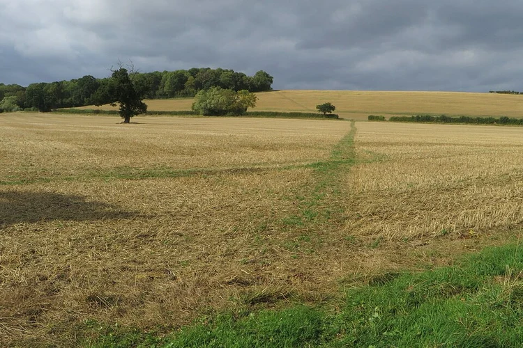 Nursery Wood and Rosamond's Bower Loop