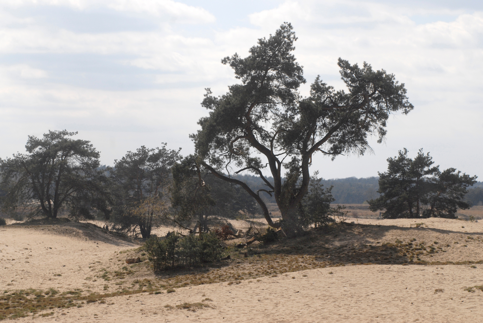 An image depicting the trail Prins Willemberg, Zilvense Heide and Rozendaalsche Veld Loop and its surrounding area.