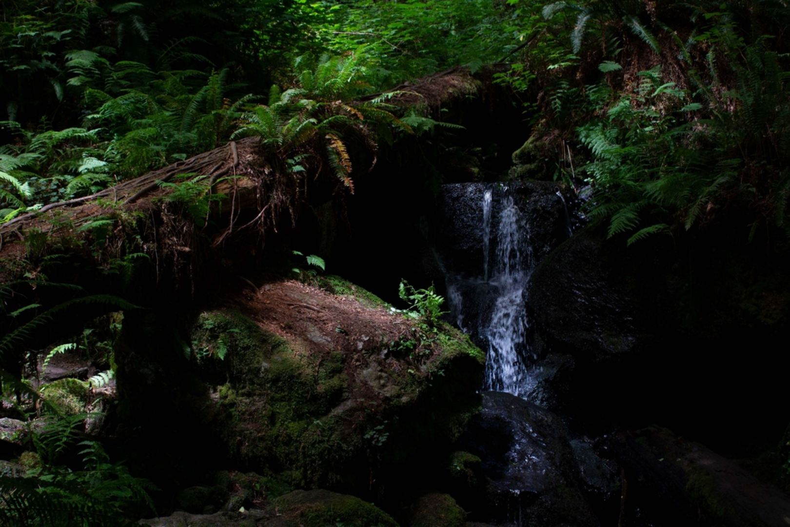 An image depicting the trail Trillium Falls Trail and its surrounding area.