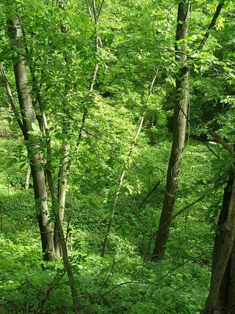 An image depicting the trail Hobart Woodland Trail and its surrounding area.