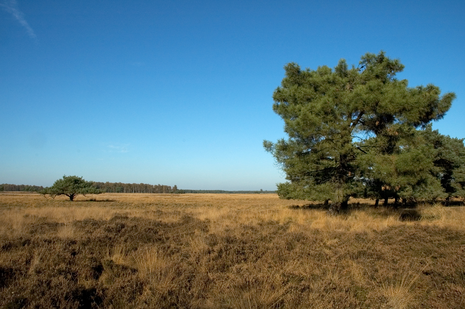An image depicting the trail Bos van West via Long Way and its surrounding area.