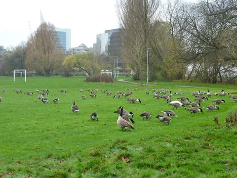 King's Meadow and River Thames Loop - Reading