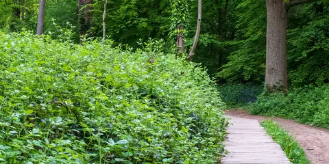 An image depicting the trail Celandine Route and its surrounding area.