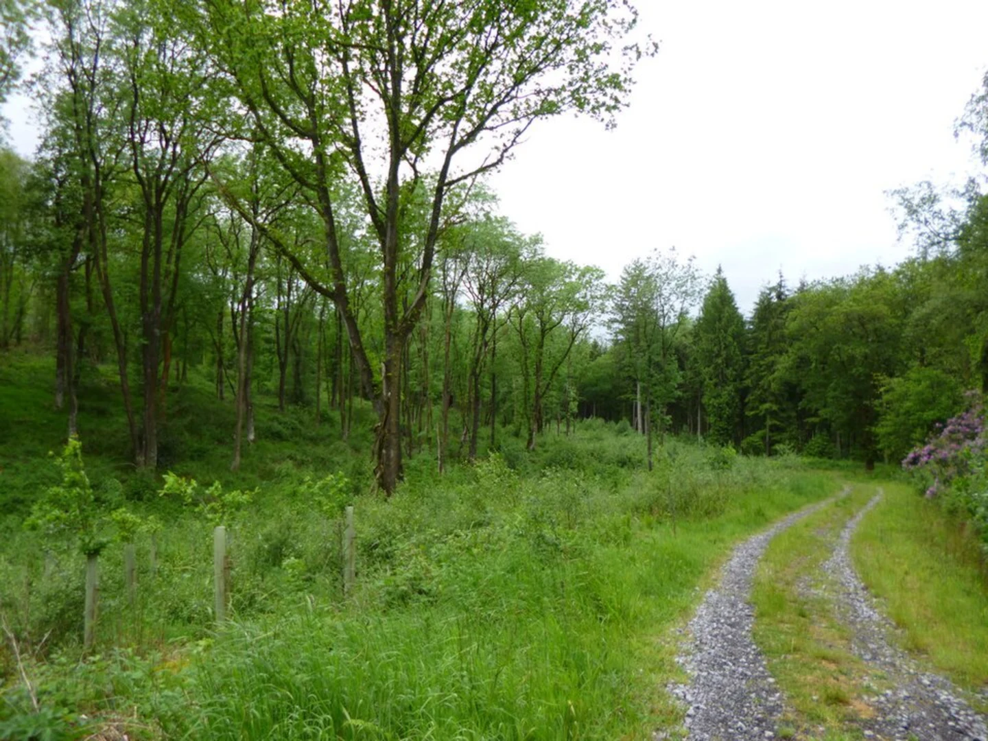 An image depicting the trail Pen Forest and Cockroad Wood Castle Loop and its surrounding area.