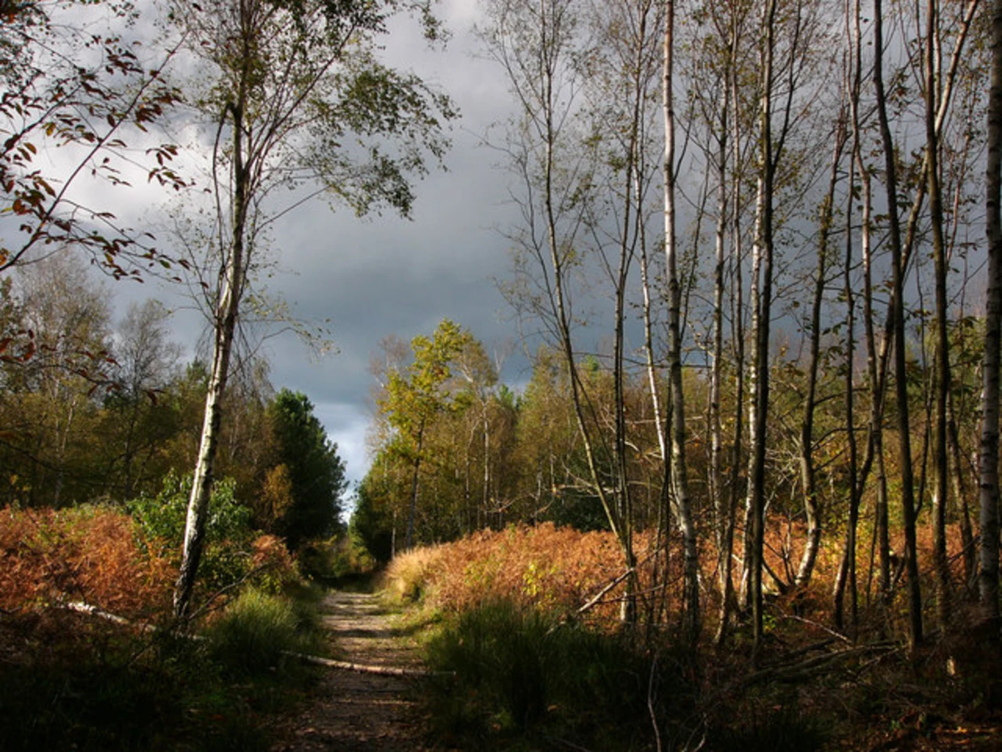 An image depicting the trail Creech Woods Loop and its surrounding area.