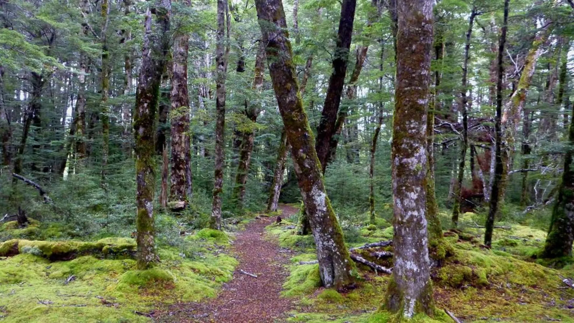 An image depicting the trail Borland Road to Monowai Hut Track and its surrounding area.