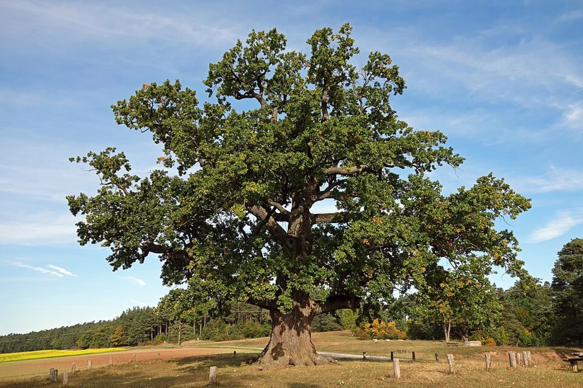 Hanseweg and Neuhaus Rundweg Loop