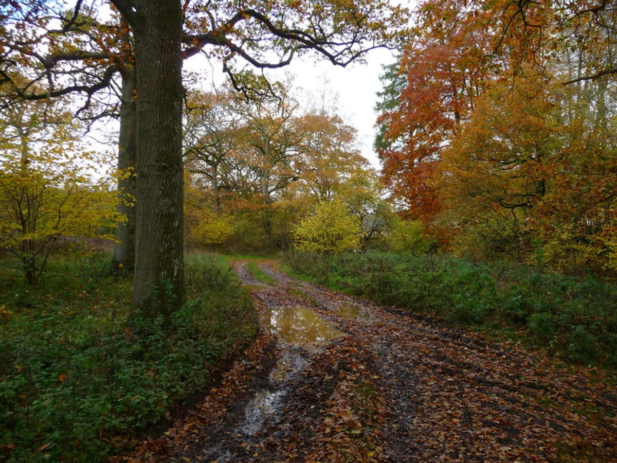 Harewood Forest Walk