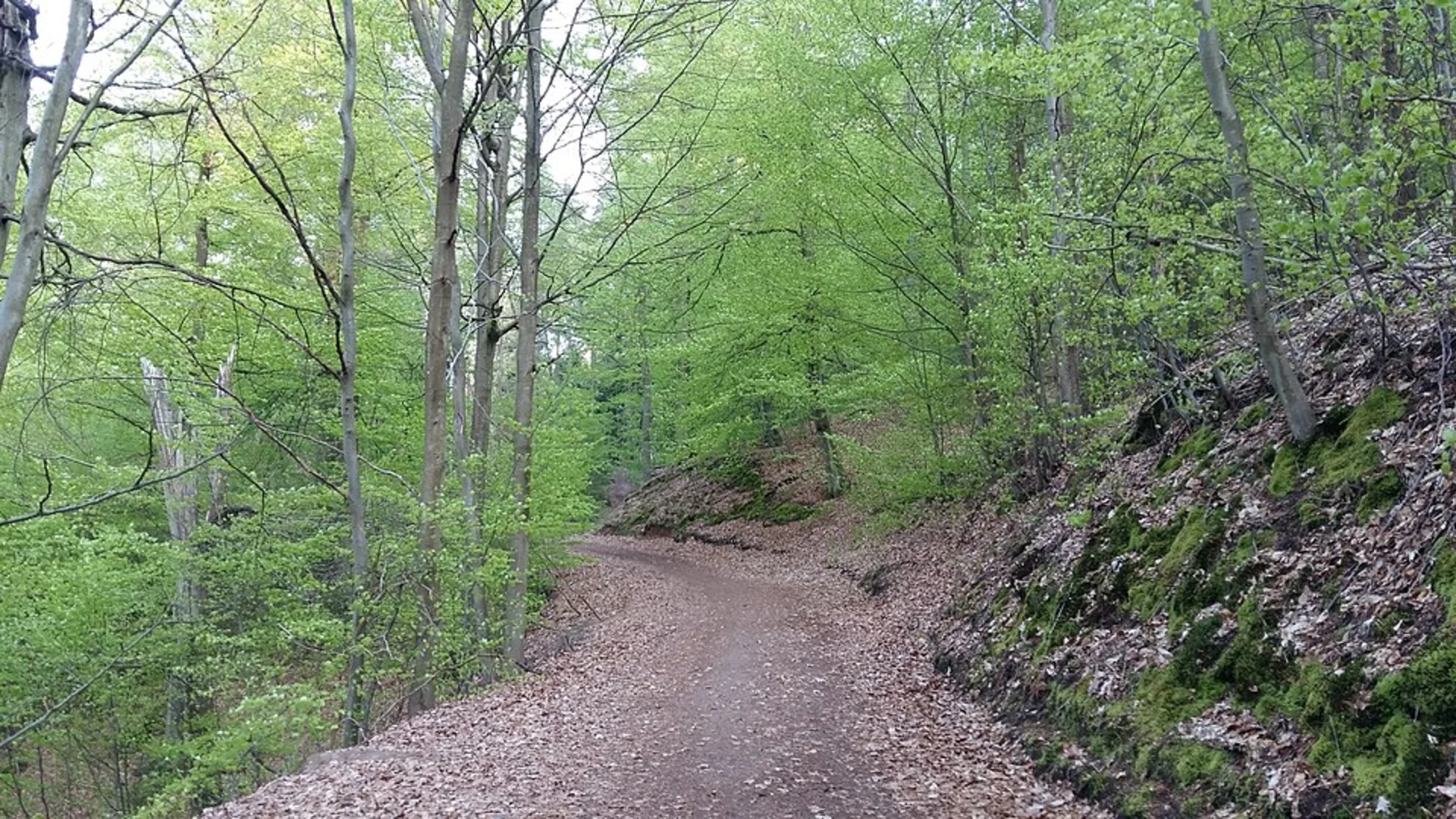 An image depicting the trail Wanderweg Stelzenberg Horst and its surrounding area.