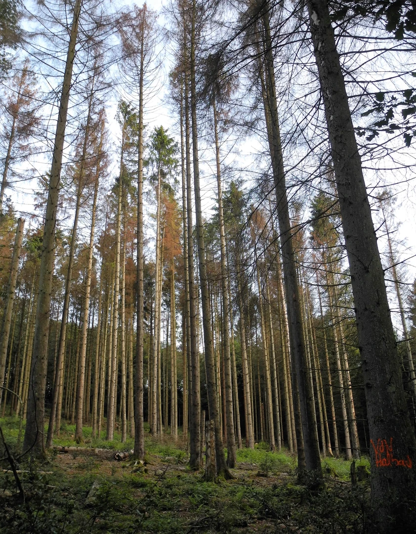 An image depicting the trail Rundweg A2 Laaken and its surrounding area.