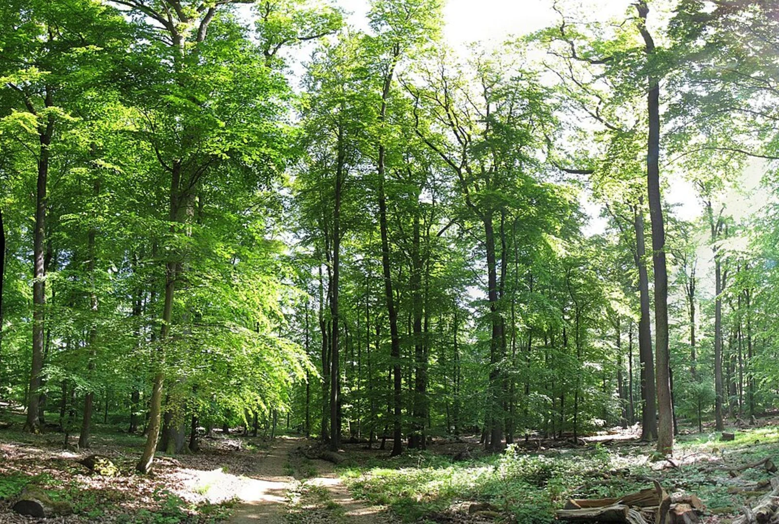 An image depicting the trail Schwarzes Kreuz, Winterberg and Honigberg Loop and its surrounding area.