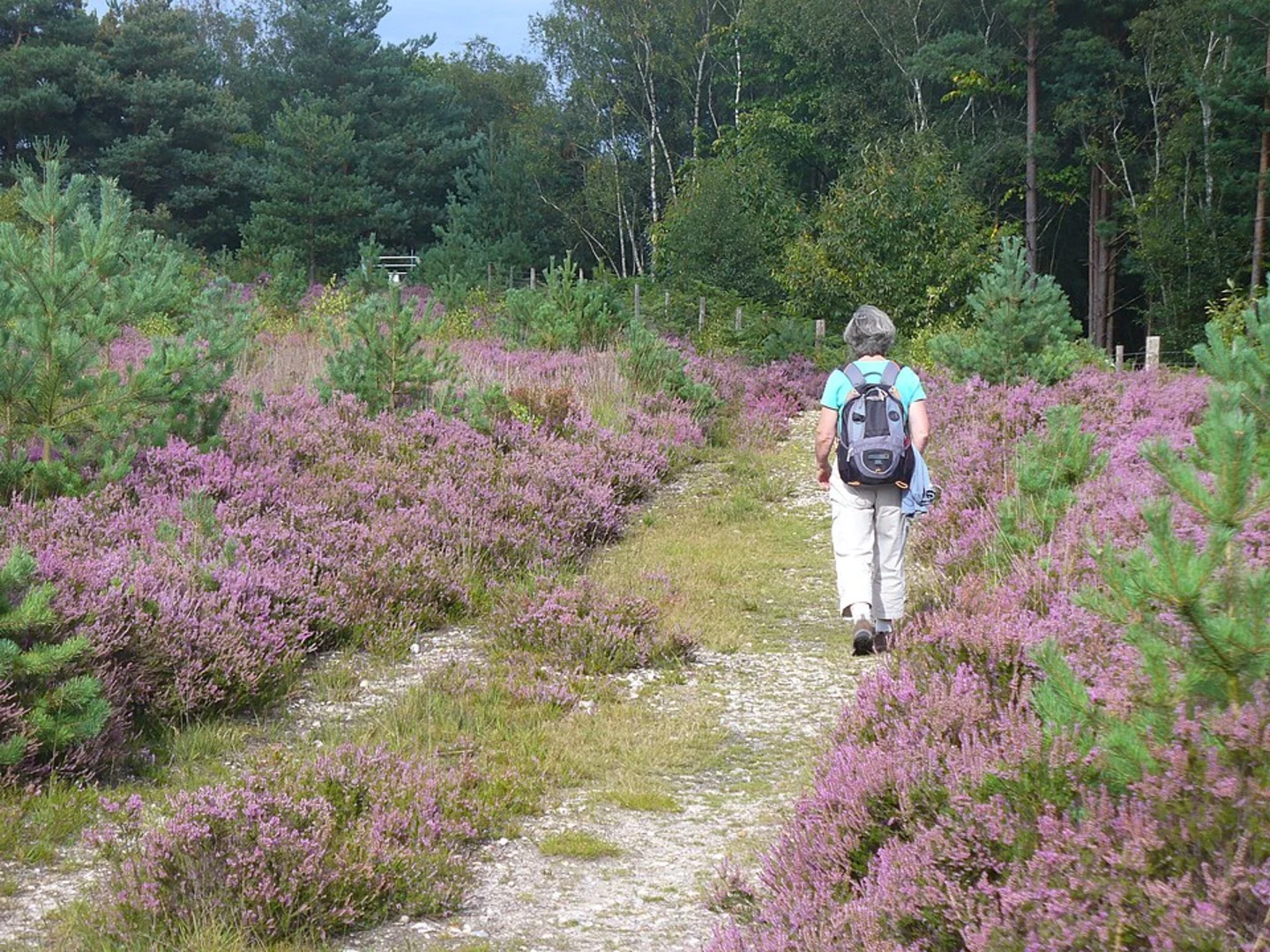 An image depicting the trail New England Hill via Vicarage Lane and its surrounding area.