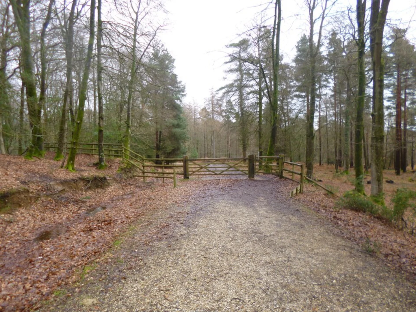 An image depicting the trail Coppice of Linwood Loop and its surrounding area.