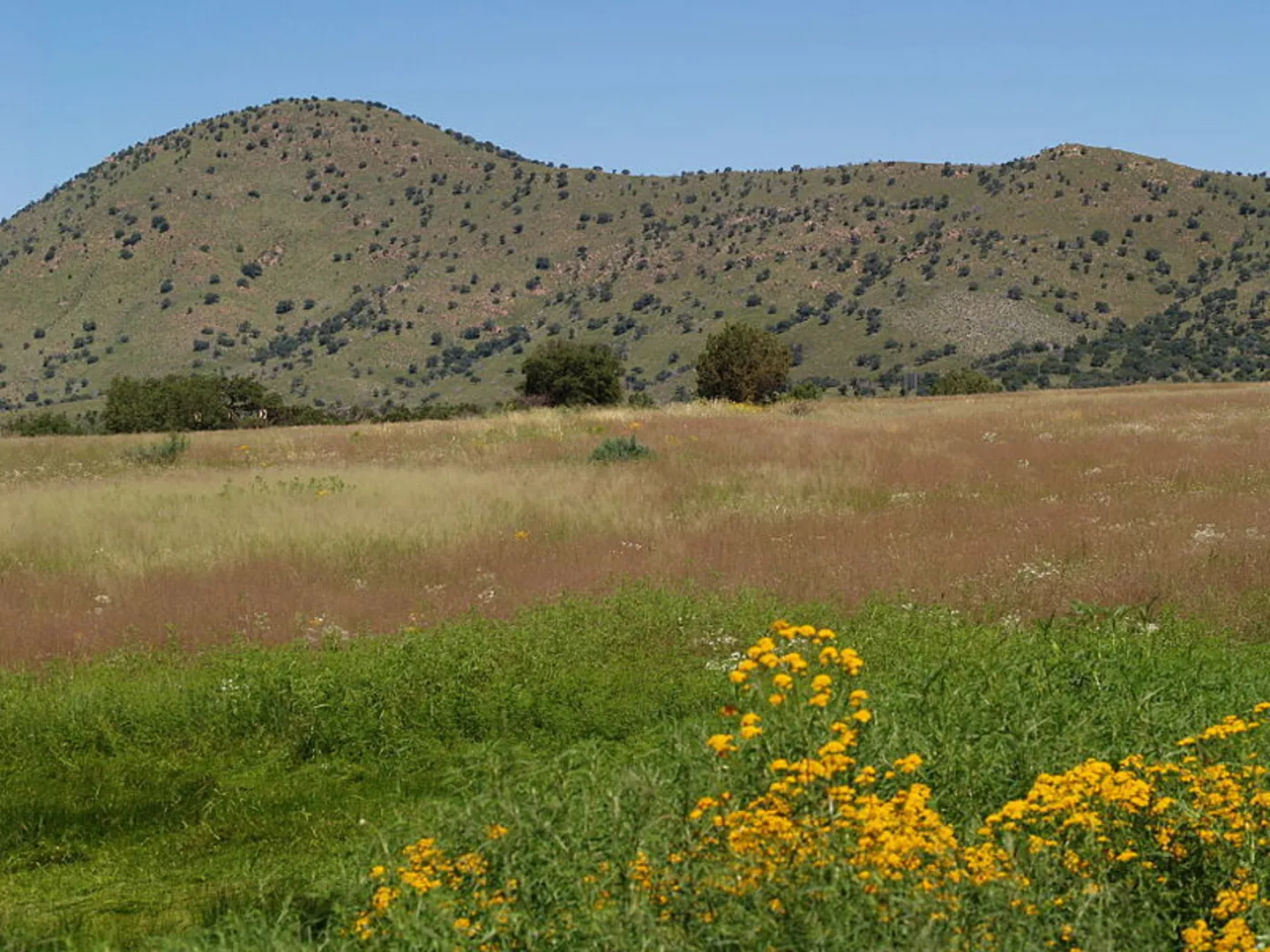 An image depicting the trail Arizona Trail - Passage 2 - Canelo Hills West Trail and its surrounding area.