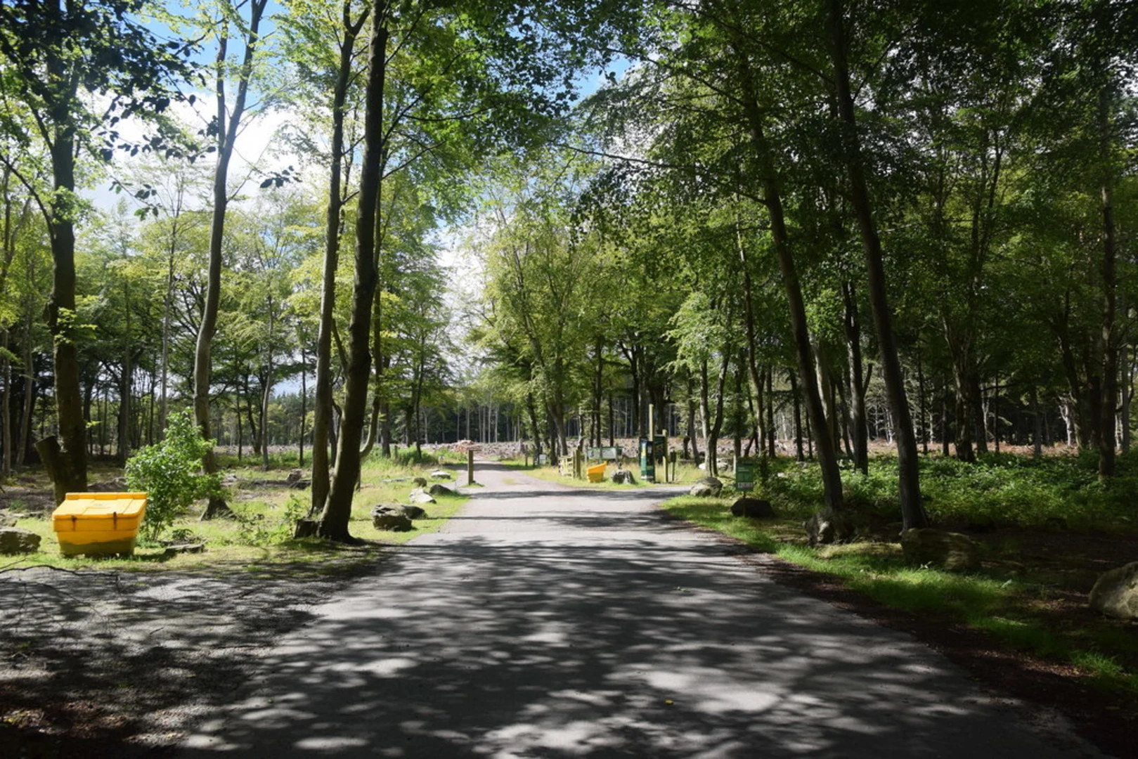 An image depicting the trail The Big Tree Loop Trail and its surrounding area.