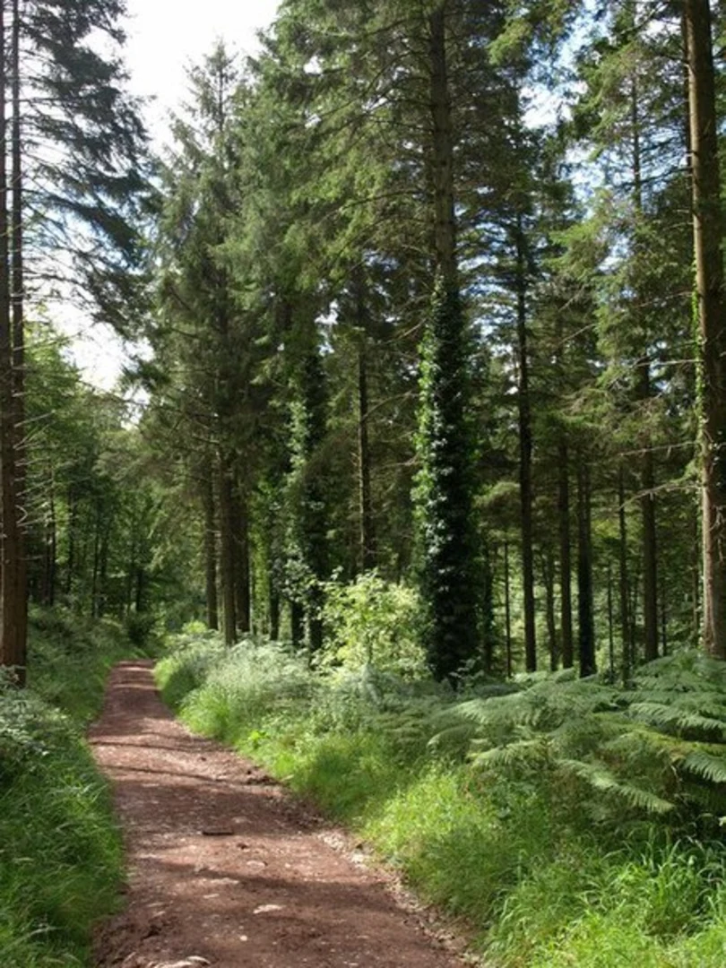 An image depicting the trail Cheddar, Charterhouse and Rowberrow Warren Wood Loop and its surrounding area.