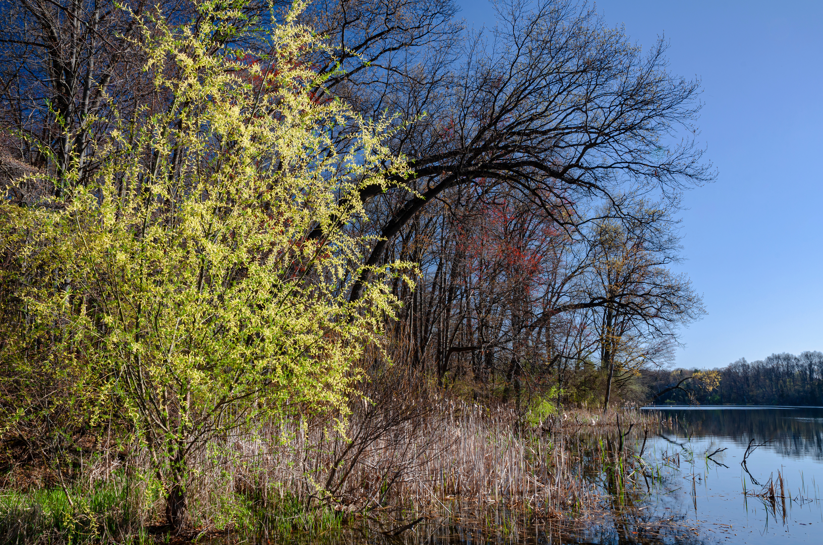 An image depicting the trail Waterloo-pickney Trail and its surrounding area.