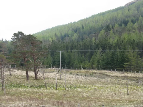 An image depicting the trail Cattle Creep Trail - Tyndrum and its surrounding area.