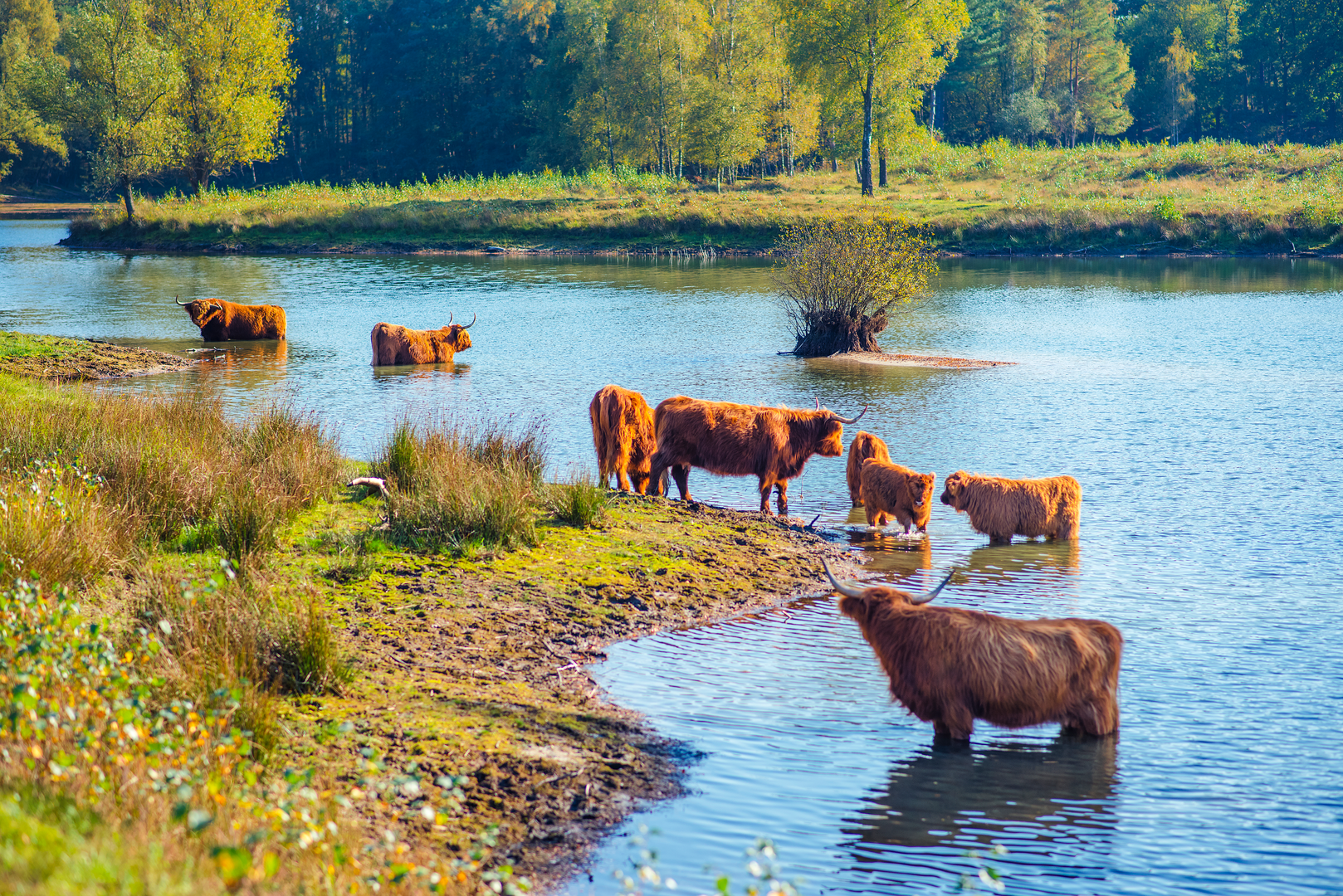 An image depicting the trail Oude Leemputten, Nieuwe Leemputten and Boswachterij Dorst Loop and its surrounding area.