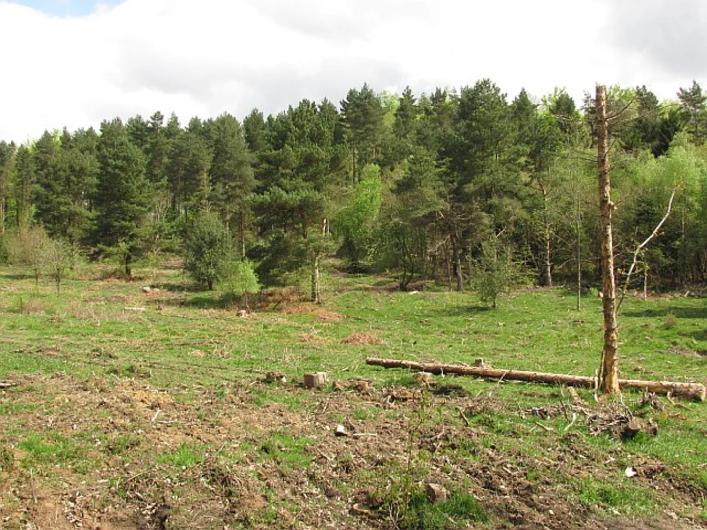 An image depicting the trail Nagshead Plantation Loop and its surrounding area.