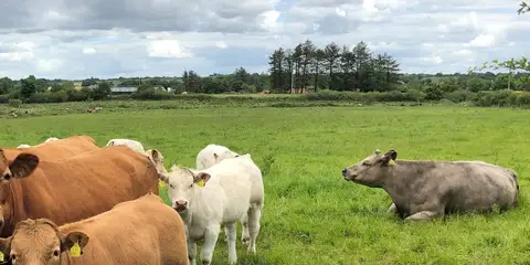 An image depicting the trail Clare Lake Loop Walk and its surrounding area.
