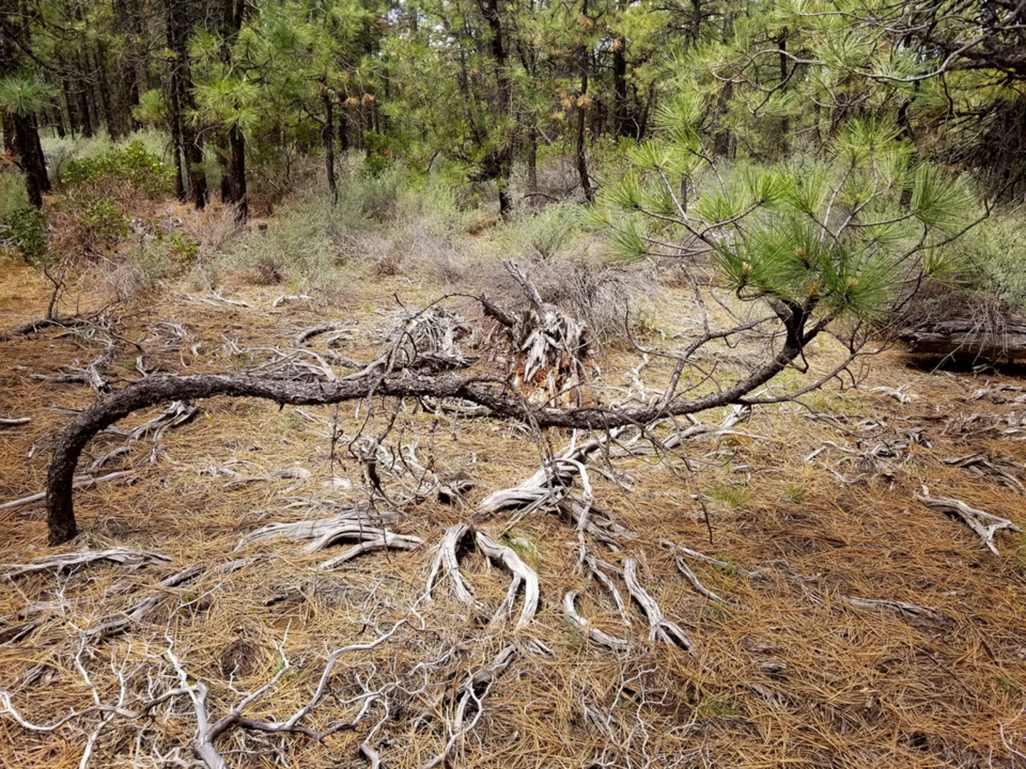 An image depicting the trail Marvins Garden Trail and its surrounding area.