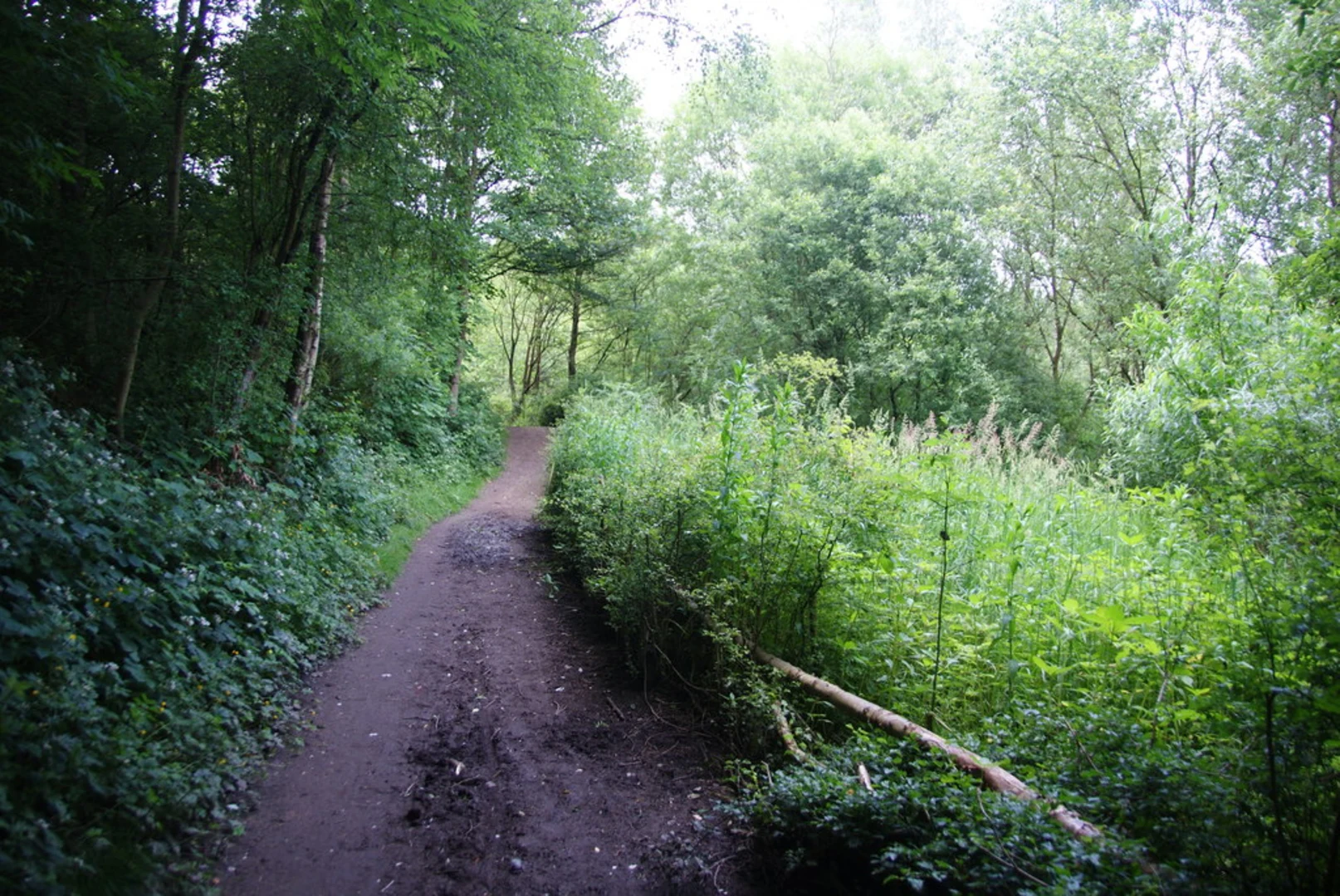 An image depicting the trail Brook Bottom Circular Path and its surrounding area.
