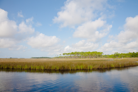 Longleaf Trace Trail