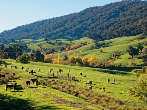 Yackandandah Gorge Scenic Walk