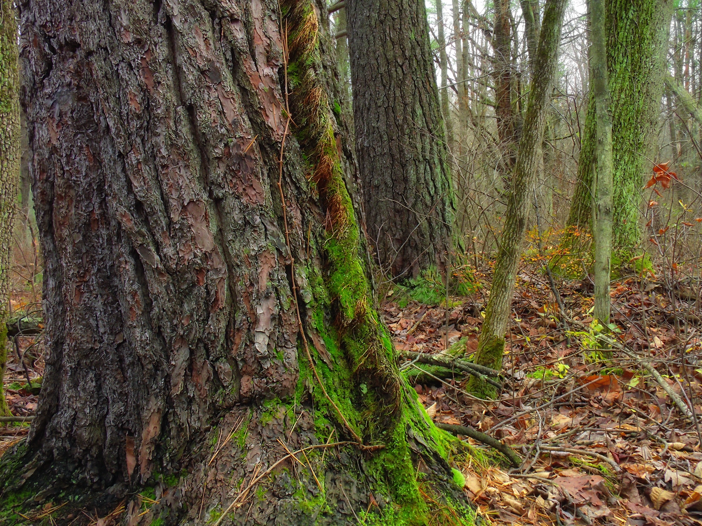An image depicting the trail Caledonia Park to Pine Grove Furnace via Appalachian Trail and its surrounding area.