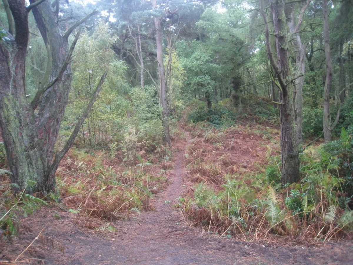 Twigmoor Woods and Gull Ponds Loop