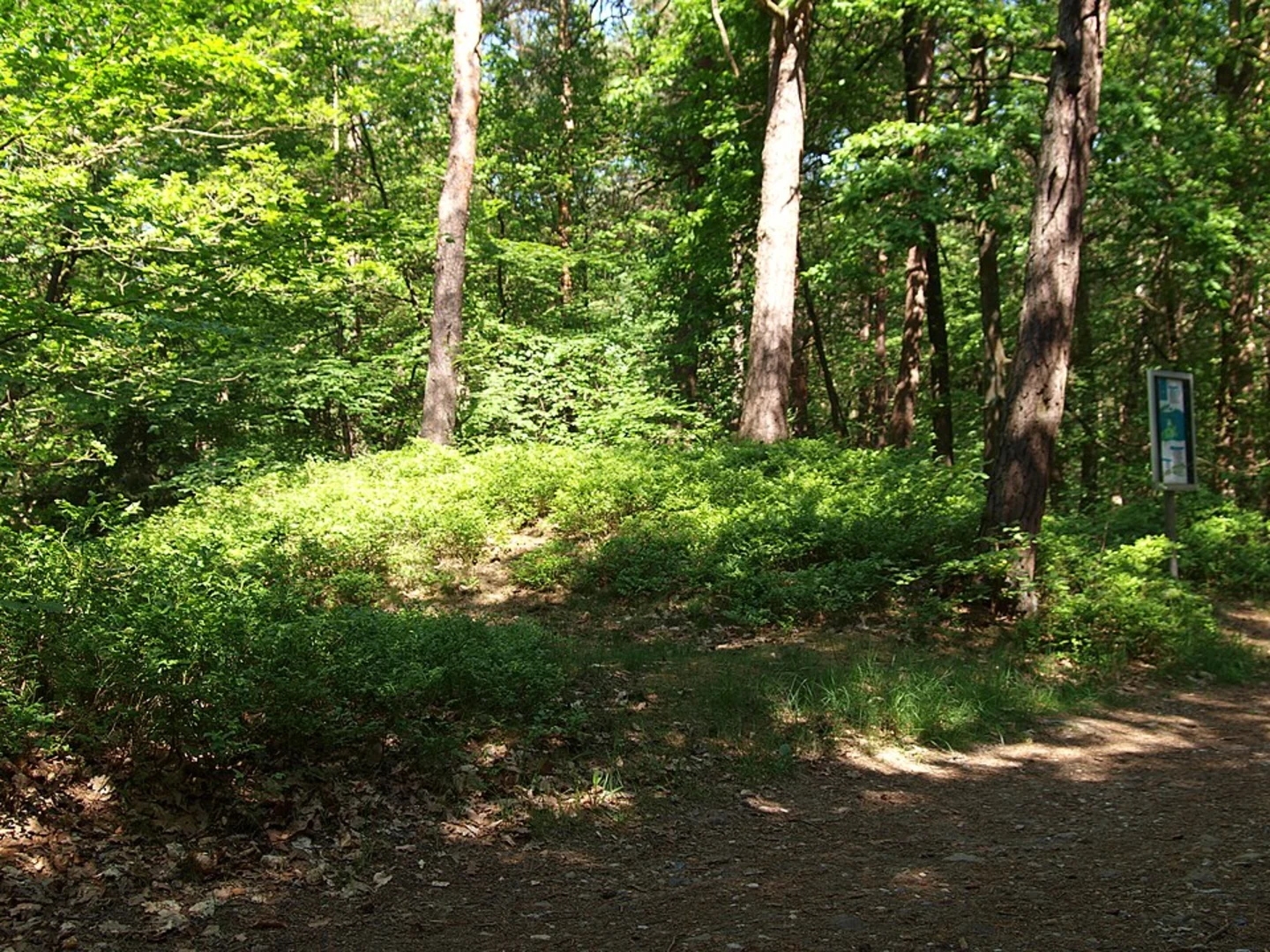An image depicting the trail Aussicht Elbtal via Wander-Tour Wulmstorfer Heilde and Heideschleife Fischbecker Heide and its surrounding area.