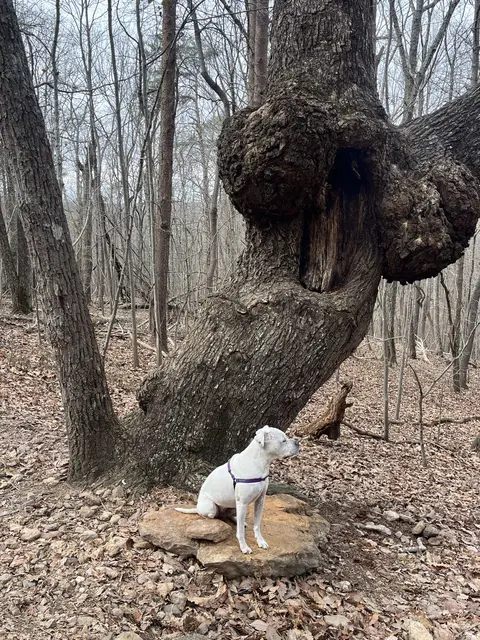 Kings Pinnacle and Crowders Mountain Loop Trail