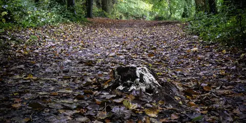 An image depicting the trail Courtown Woods Trails - Canal Walk and its surrounding area.