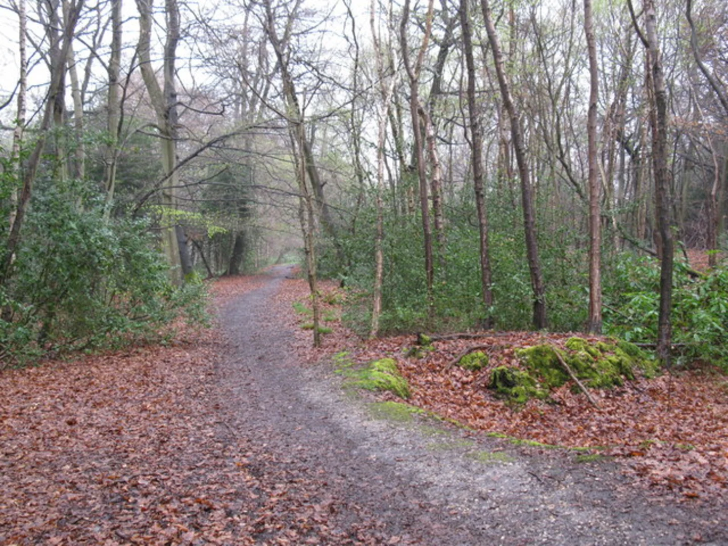An image depicting the trail High Knowl Wood Loop and its surrounding area.